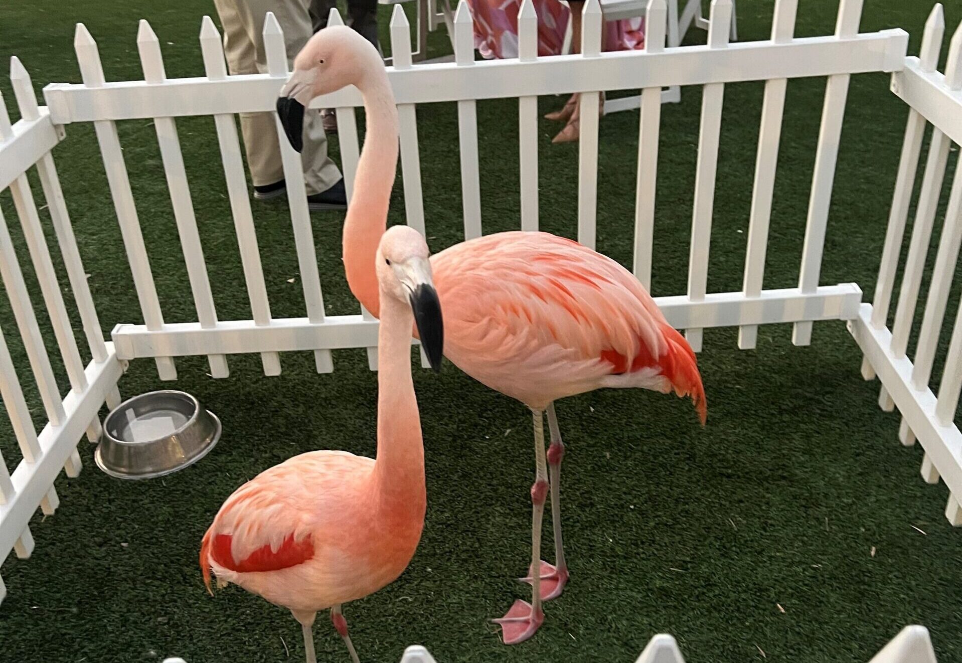 Flamingos